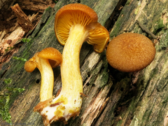 Tricholomopsis