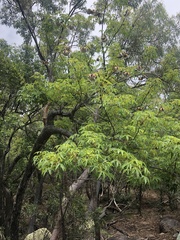 Cochlospermum gillivraei