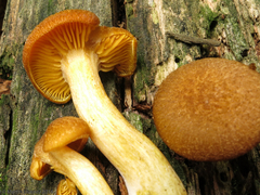 Tricholomopsis