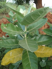 Calotropis gigantea
