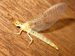 Ephemera orientalis