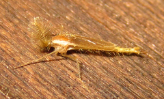 Chaoboridae