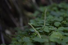 Peperomia serpens