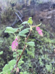 Ribes malvaceum