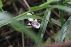 Sameodes cancellalis