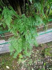 Davallia trichomanoides