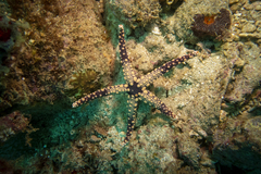 Fromia heffernani