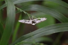 Sameodes cancellalis