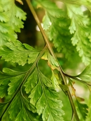 Davallia trichomanoides