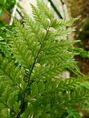 Davallia trichomanoides