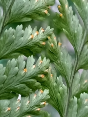 Davallia trichomanoides