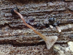 Martininia panamaensis