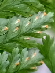 Davallia trichomanoides