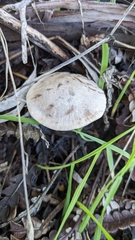 Coprinopsis uliginicola