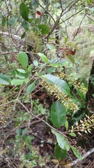 Pterophylla sylvicola