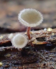 Martininia panamaensis