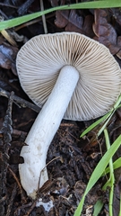 Coprinopsis uliginicola