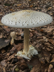 Amanita rhopalopus