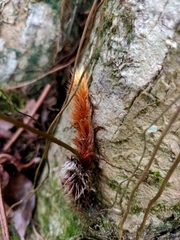 Davallia trichomanoides