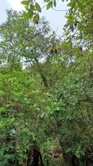 Pterophylla sylvicola