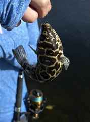 Sphoeroides testudineus