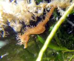 Hippocampus breviceps