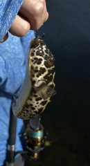 Sphoeroides testudineus