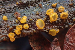 Arachnopezizaceae