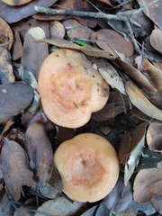 Lactarius xanthogalactus