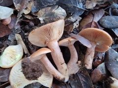 Lactarius xanthogalactus