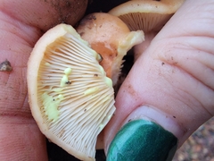 Lactarius xanthogalactus