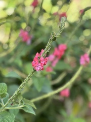 Stachytarpheta mutabilis