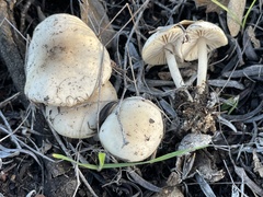 Leucoinocybe lenta