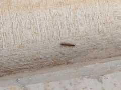 Streptogonopus phipsoni