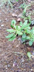 Eriogonum parvifolium