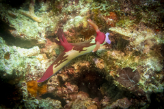 Nembrotha chamberlaini