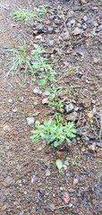 Eriogonum parvifolium