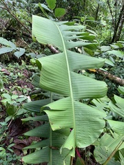 Heliconia aemygdiana