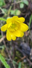 Ranunculus californicus
