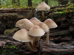 Mycena galericulata