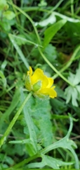 Ranunculus californicus