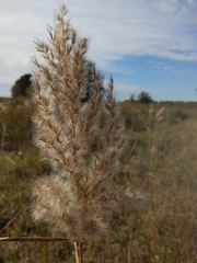 Phragmites australis