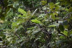 Comocladia
