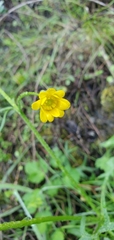 Ranunculus californicus