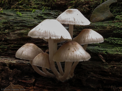 Mycena galericulata