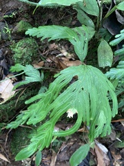 Selaginellaceae