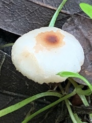 Lepiota castaneidisca