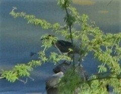 Nycticorax nycticorax