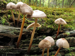 Mycena galericulata