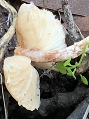 Lepiota castaneidisca